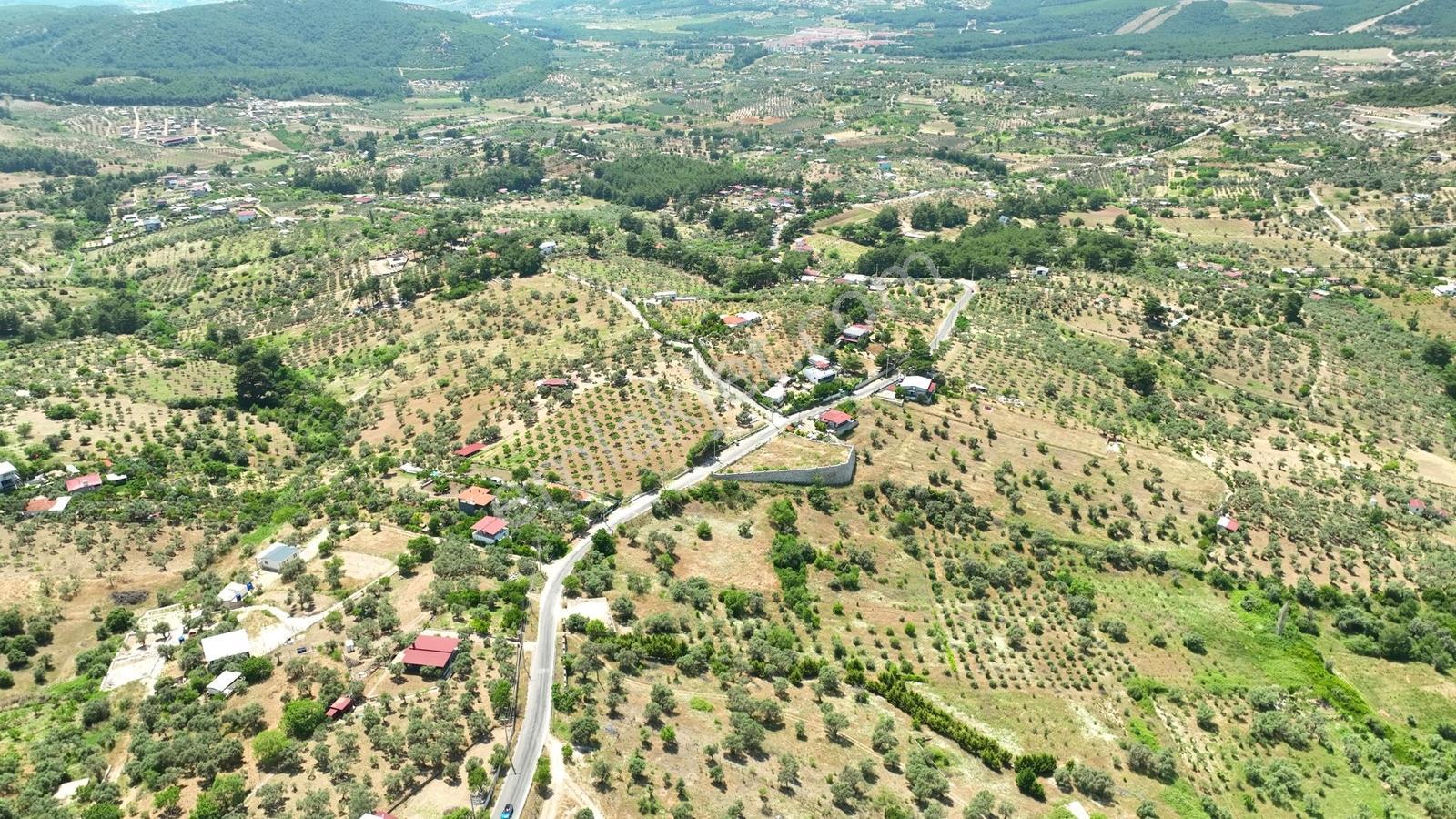 Buca Doğancılarda 5.000 M² Vadi Manzaralı Müstakil Zeytinlik — fotoğraf 25