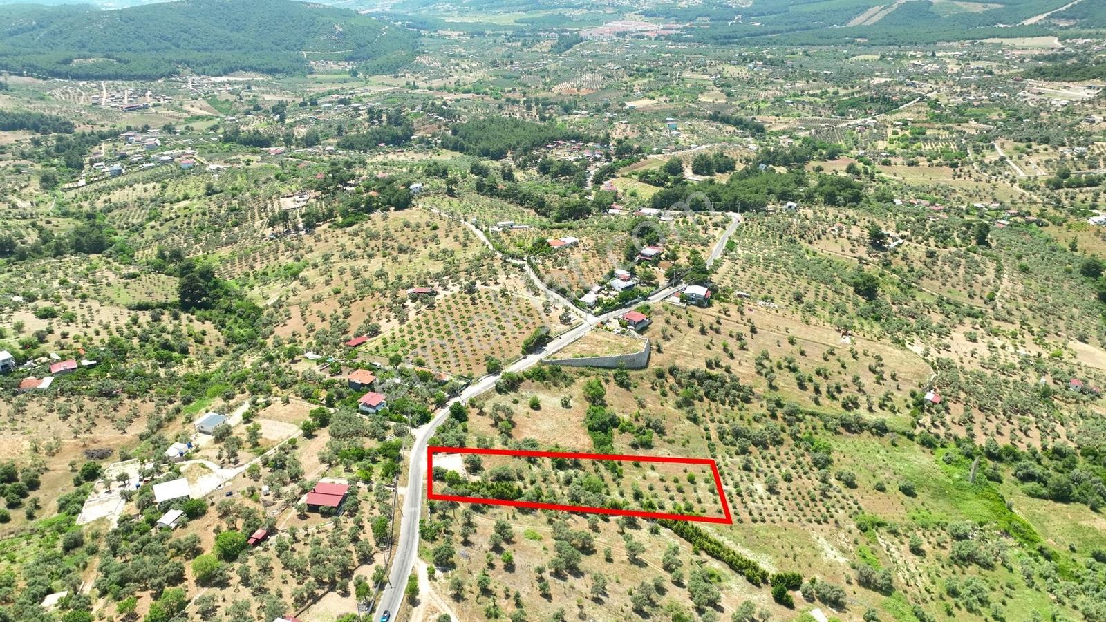 Buca Doğancılarda 5.000 M² Vadi Manzaralı Müstakil Zeytinlik — fotoğraf 26