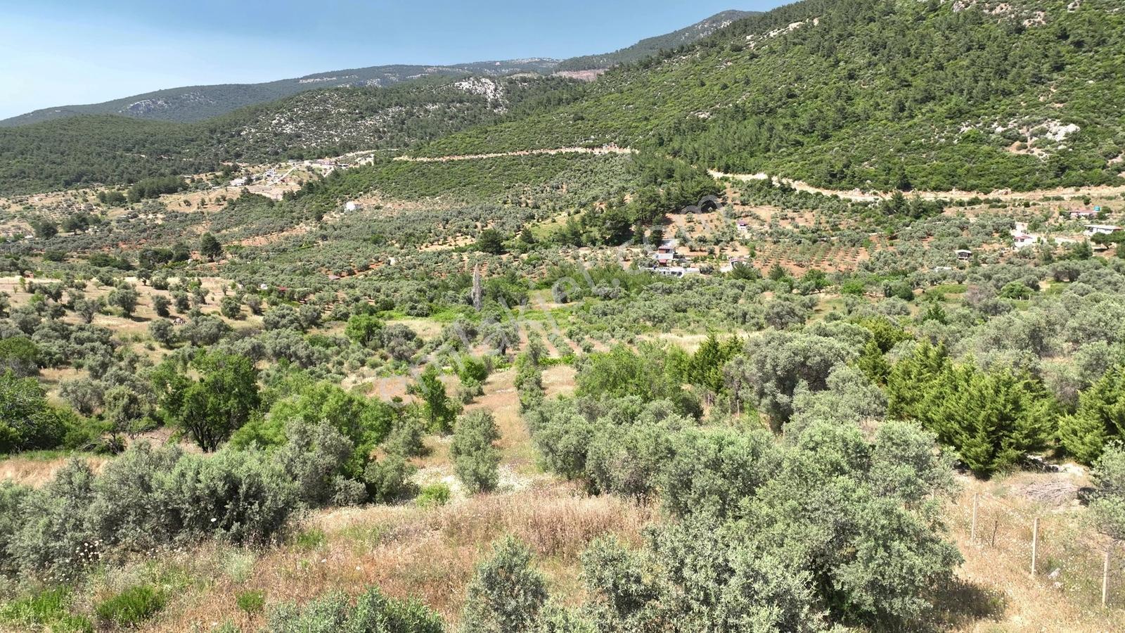 Buca Doğancılarda 5.000 M² Vadi Manzaralı Müstakil Zeytinlik — fotoğraf 29