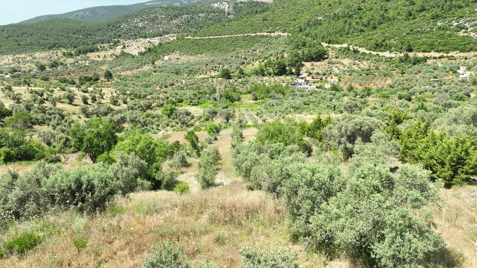 Buca Doğancılarda 5.000 M² Vadi Manzaralı Müstakil Zeytinlik — fotoğraf 32