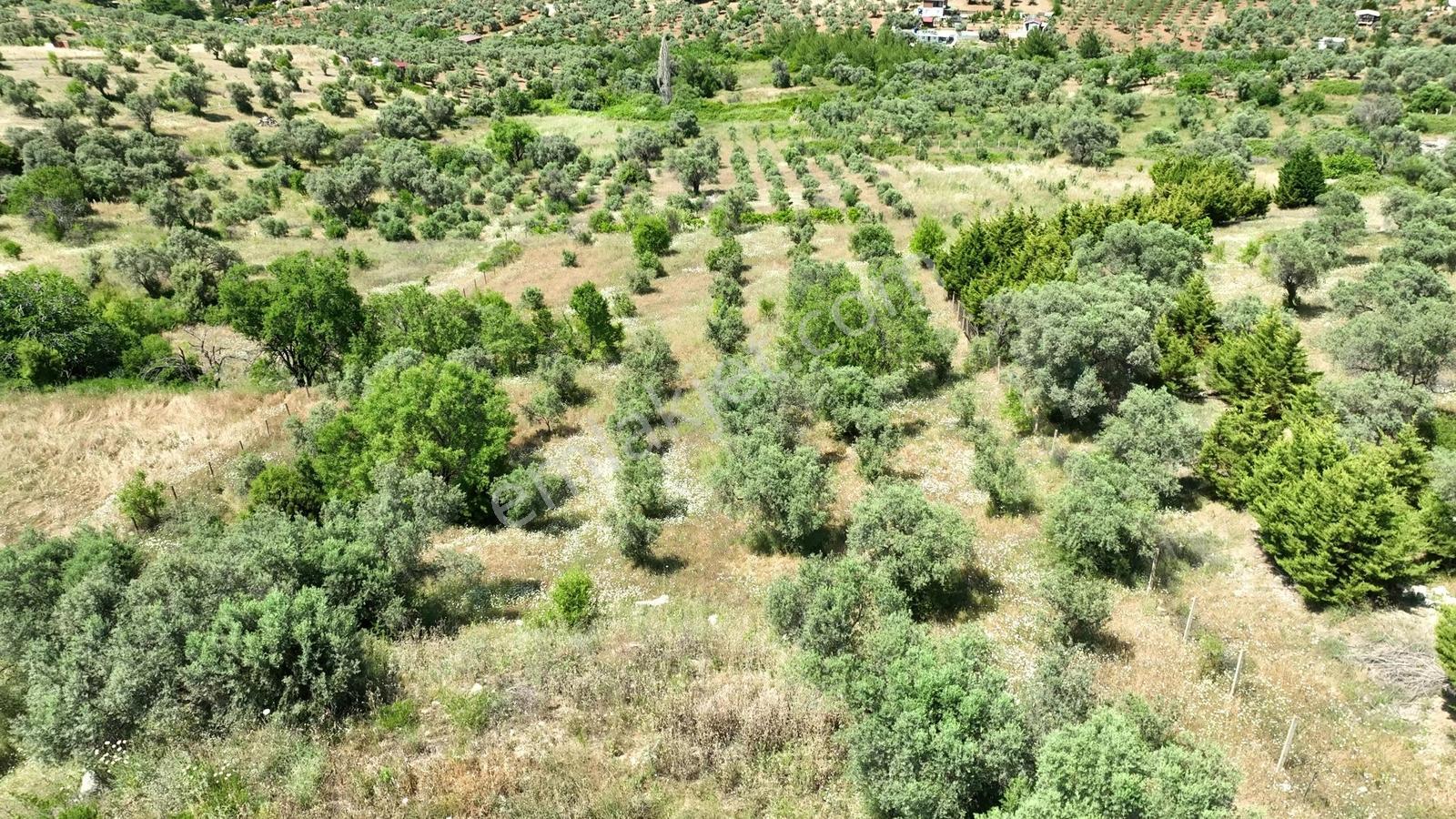 Buca Doğancılarda 5.000 M² Vadi Manzaralı Müstakil Zeytinlik — fotoğraf 33