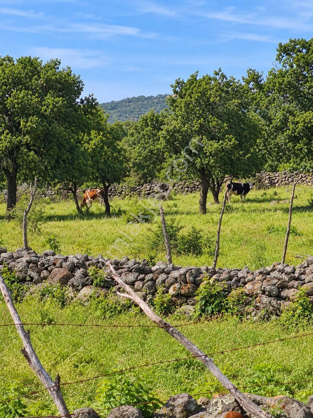 Çanakkale Ayvacık Tamış Köyü 11 Dönüm Satılık Arazi — fotoğraf 5