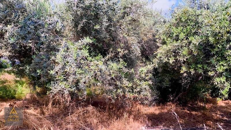 Arsa Şehir Merkeze 5 Dakika Konut İmarı Arsa*aydın Emlak* — fotoğraf 3