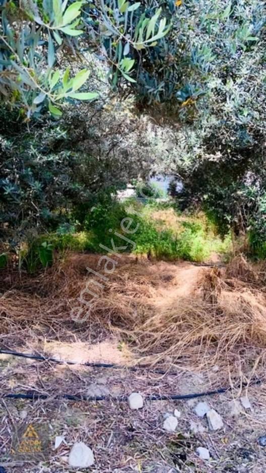 Arsa Şehir Merkeze 5 Dakika Konut İmarı Arsa*aydın Emlak* — fotoğraf 4