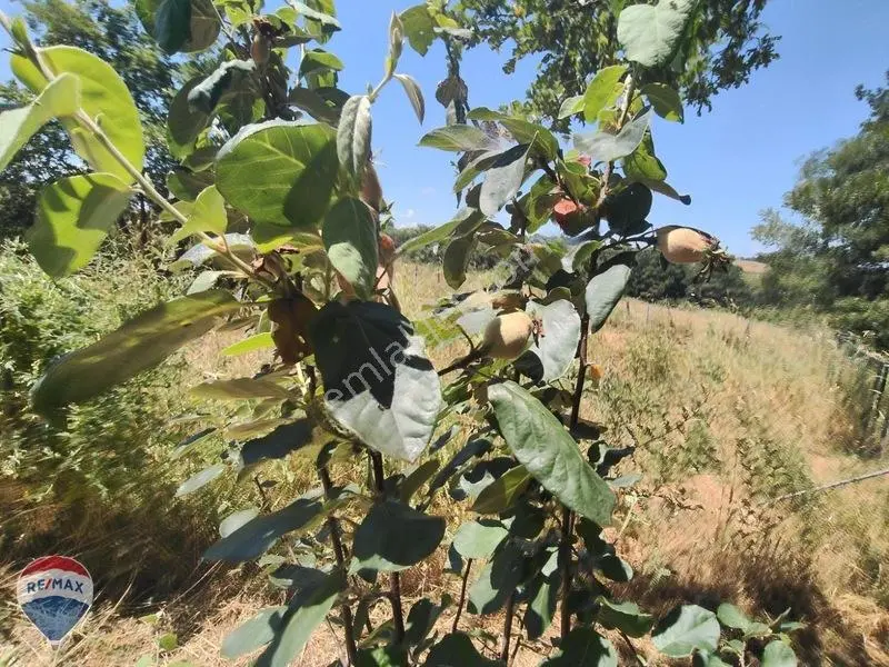 Işıklar Köyünde Ana Yola Cepheli Suyu İçinde Satılık Tarla — fotoğraf 4