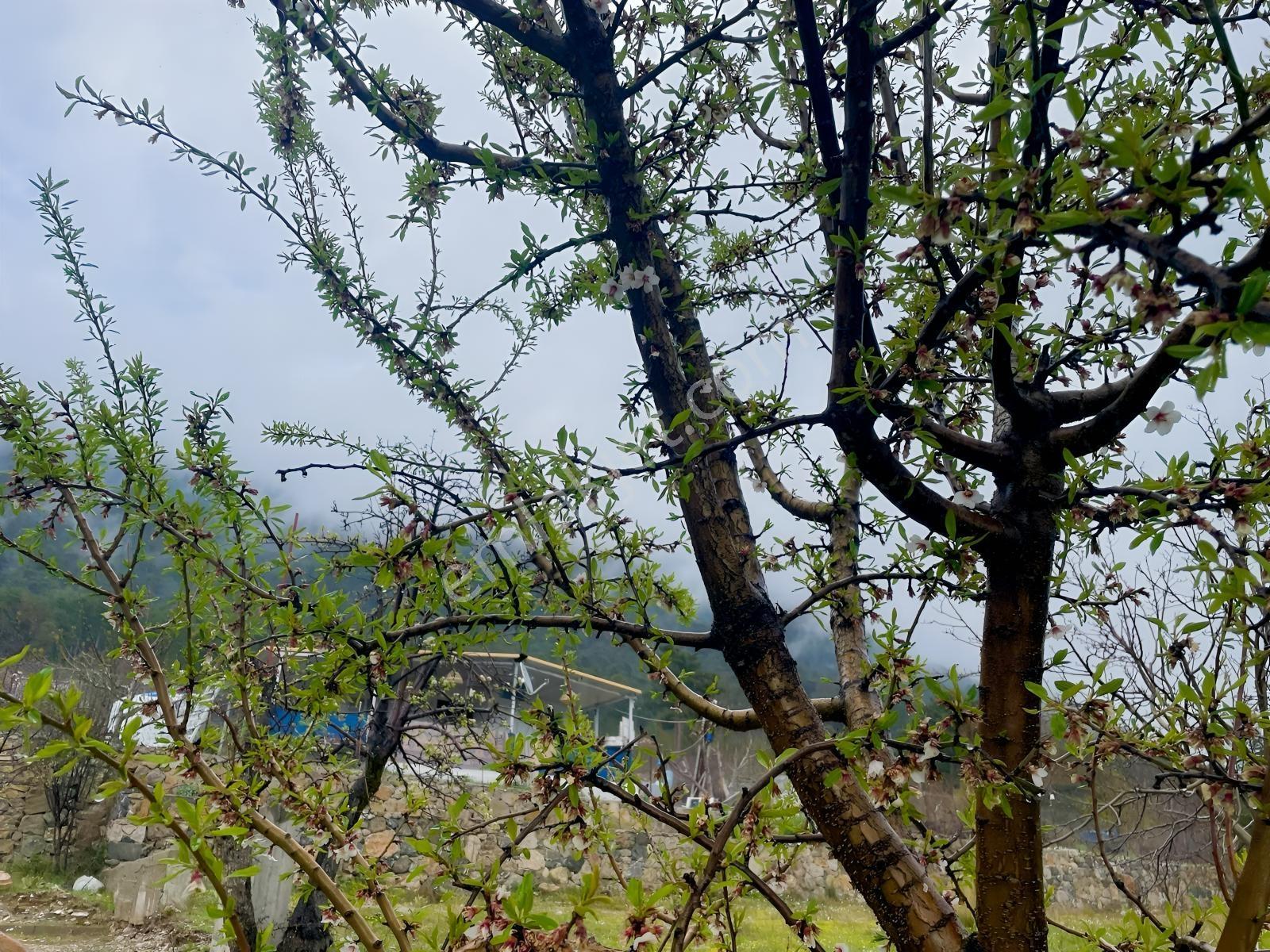 Fethiye'nin En Güzel Yaylası Koru'da 2 Katlı Müstakil Ev — fotoğraf 17