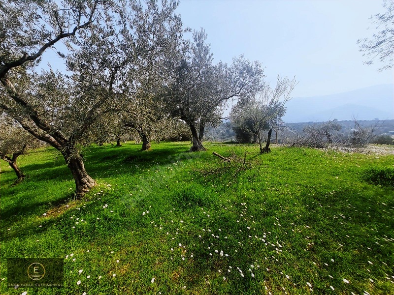 Kemalpaşa Armutluda Merkeze Çok Yakın Kupon Bahçe — fotoğraf 3
