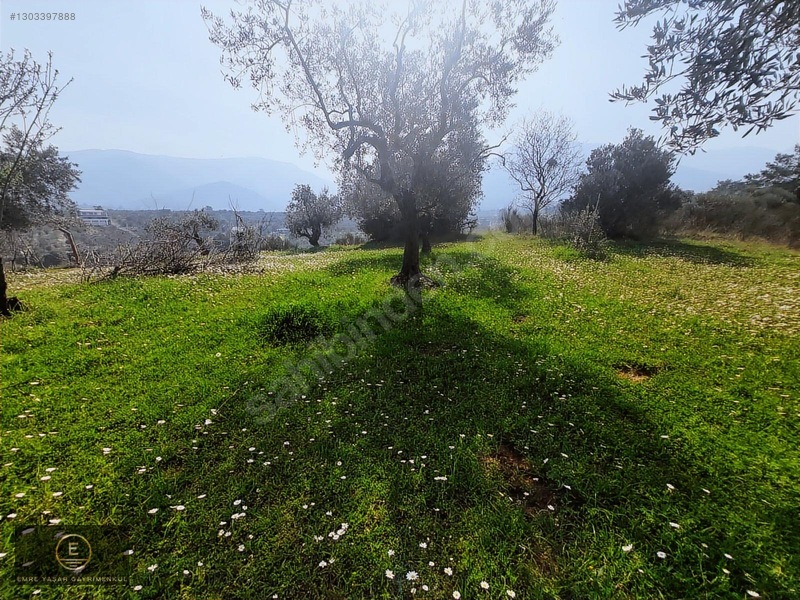 Kemalpaşa Armutluda Merkeze Çok Yakın Kupon Bahçe — fotoğraf 4