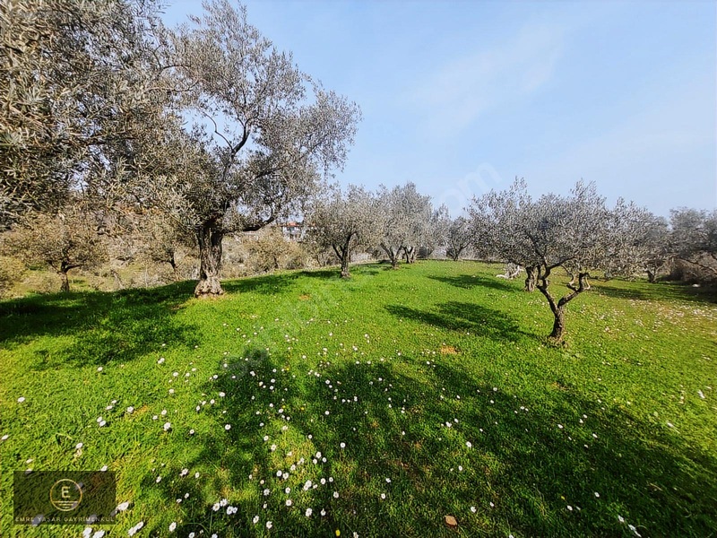 Kemalpaşa Armutluda Merkeze Çok Yakın Kupon Bahçe — fotoğraf 12