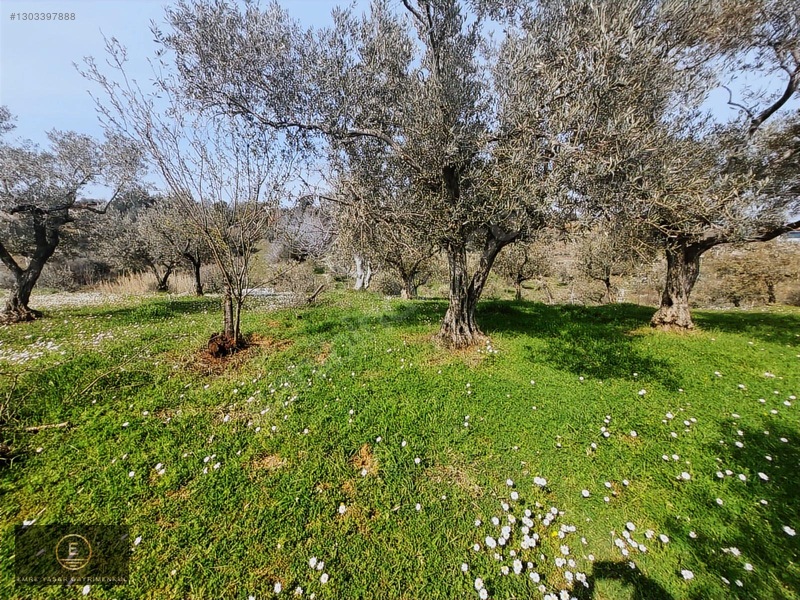Kemalpaşa Armutluda Merkeze Çok Yakın Kupon Bahçe — fotoğraf 13