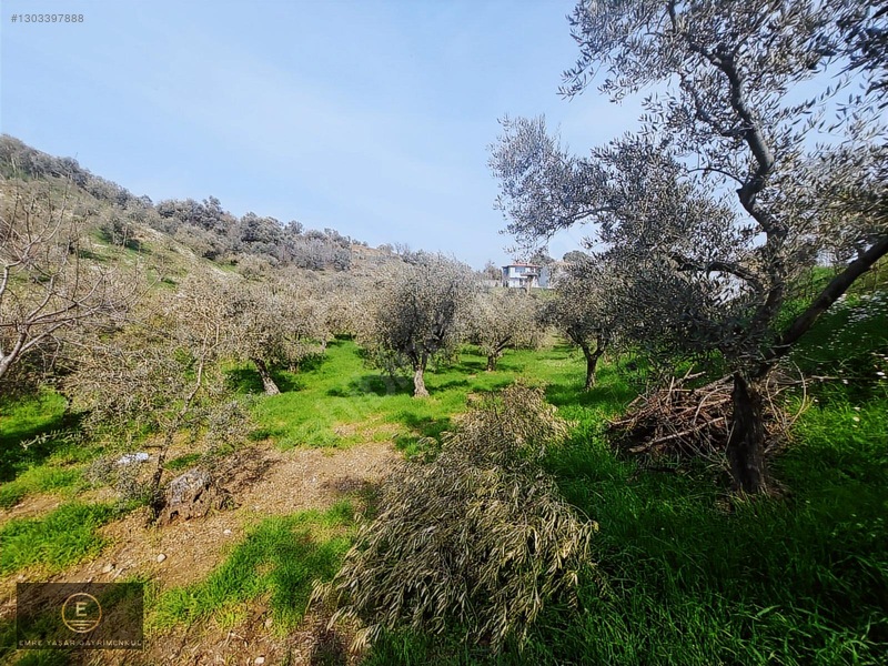 Kemalpaşa Armutluda Merkeze Çok Yakın Kupon Bahçe — fotoğraf 19