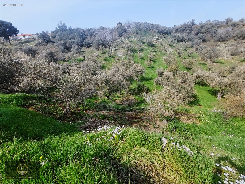 Kemalpaşa Armutluda Merkeze Çok Yakın Kupon Bahçe — fotoğraf 22