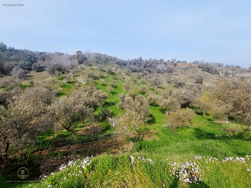 Kemalpaşa Armutluda Merkeze Çok Yakın Kupon Bahçe — fotoğraf 23