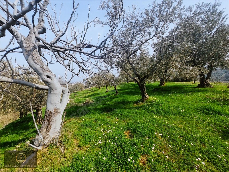 Kemalpaşa Armutluda Merkeze Çok Yakın Kupon Bahçe — fotoğraf 30