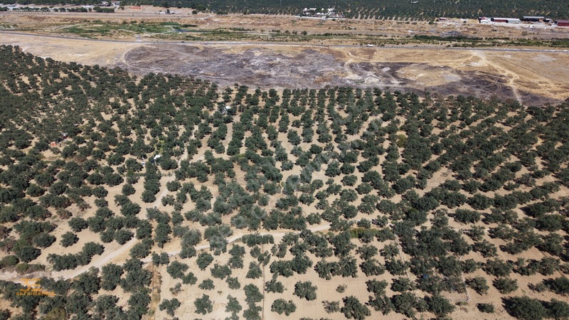3er'den Burhaniye Şarköyde Sanayi İmarına 50 Metre Zeytinlik — fotoğraf 18