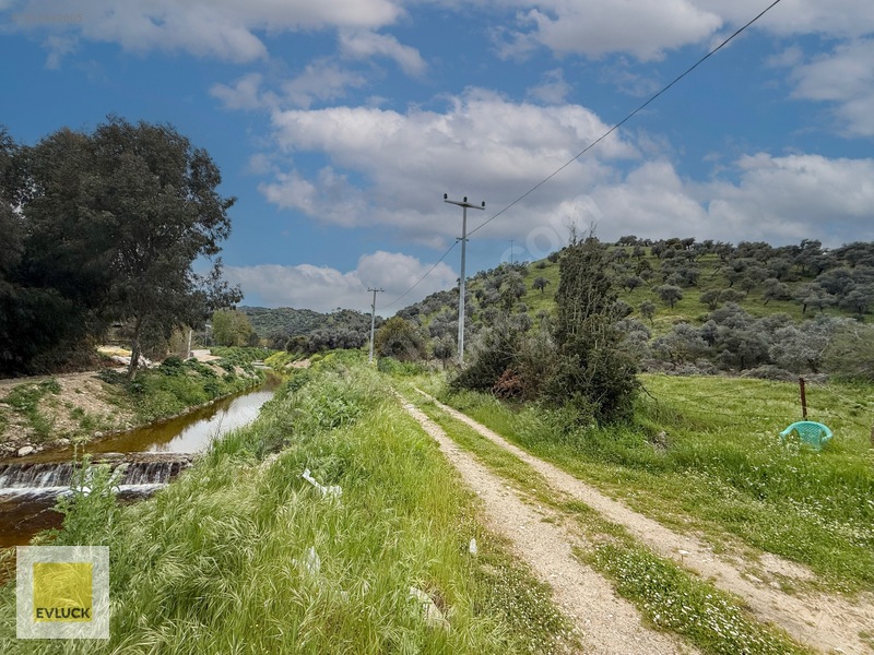 Evluck'Tan Çakırbeyli'De 4.576 M2 Satılık Zeytinlik*