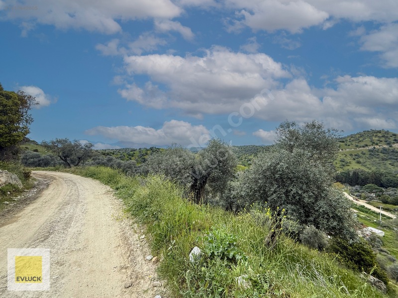 Evluck'tan Çakırbeyli'de 4.576 M2 Satılık Zeytinlik* — fotoğraf 4