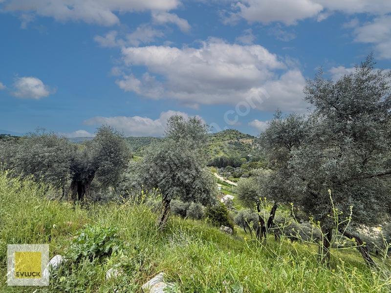 Evluck'tan Çakırbeyli'de 4.576 M2 Satılık Zeytinlik* — fotoğraf 5
