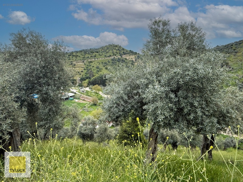 Evluck'tan Çakırbeyli'de 4.576 M2 Satılık Zeytinlik* — fotoğraf 6
