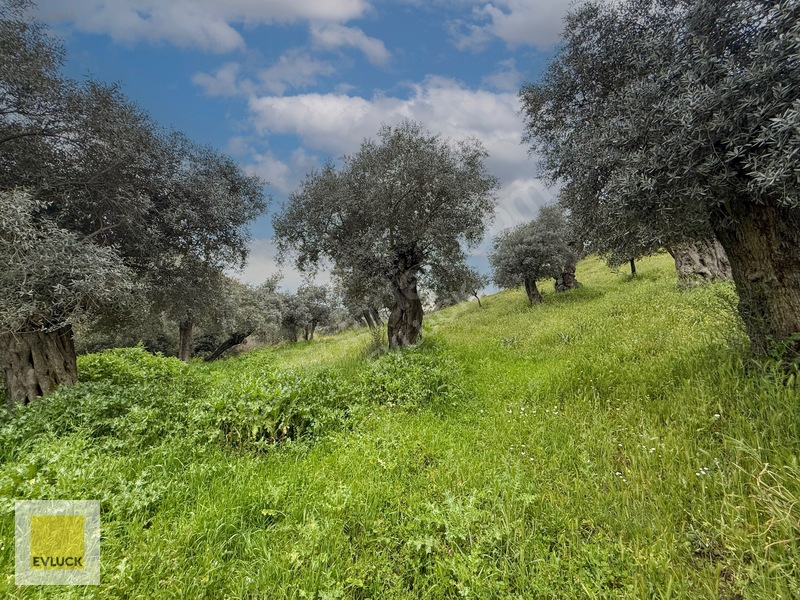 Evluck'tan Çakırbeyli'de 4.576 M2 Satılık Zeytinlik* — fotoğraf 7