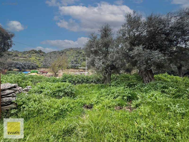 Evluck'tan Çakırbeyli'de 4.576 M2 Satılık Zeytinlik* — fotoğraf 9