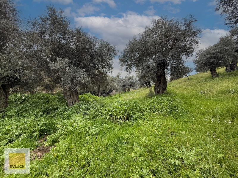 Evluck'tan Çakırbeyli'de 4.576 M2 Satılık Zeytinlik* — fotoğraf 10