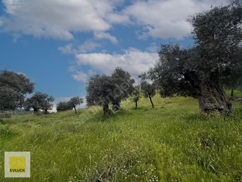 Evluck'tan Çakırbeyli'de 4.576 M2 Satılık Zeytinlik* — fotoğraf 11