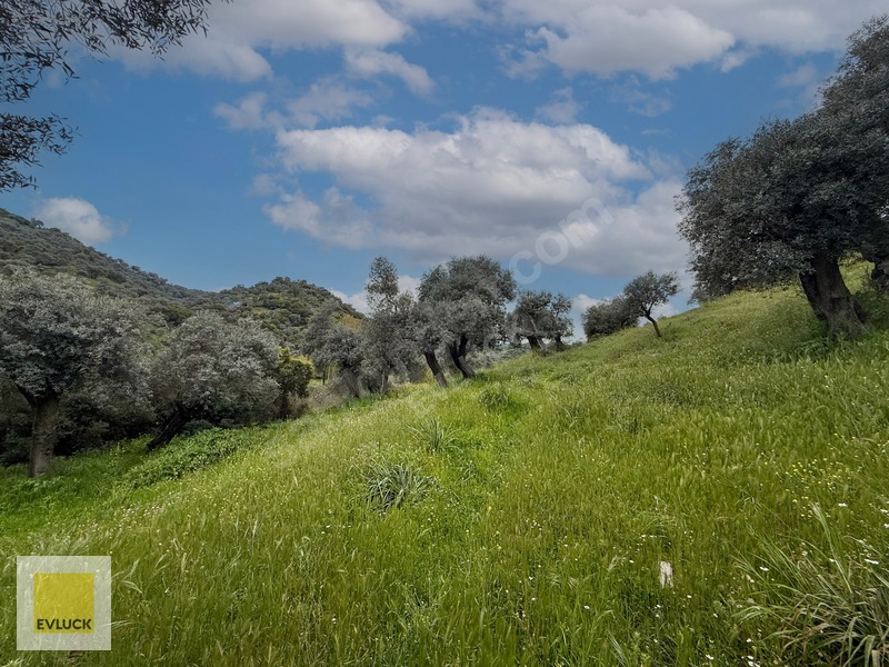 Evluck'tan Çakırbeyli'de 4.576 M2 Satılık Zeytinlik* — fotoğraf 12