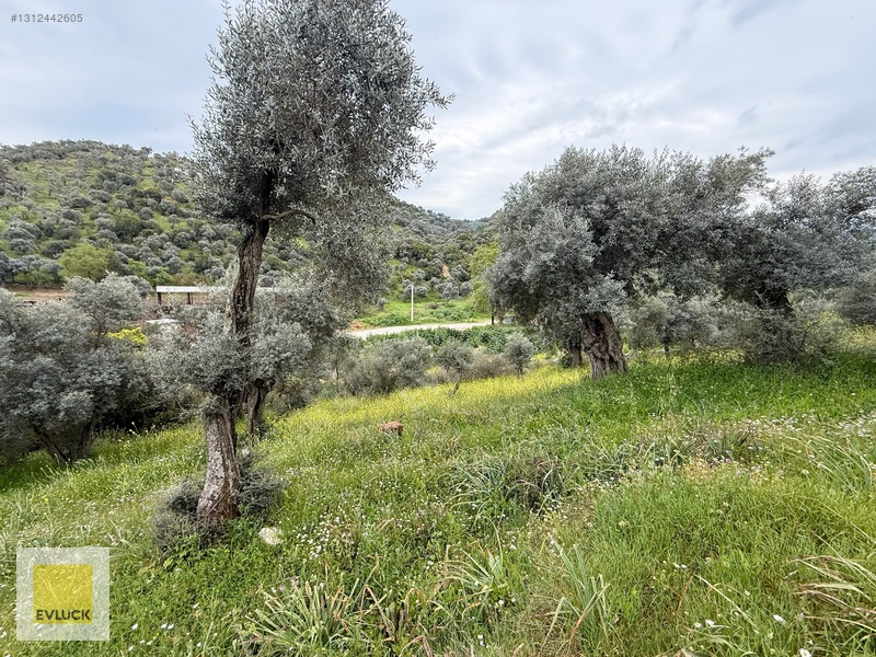 Evluck'tan Çakırbeyli'de 4.576 M2 Satılık Zeytinlik* — fotoğraf 14