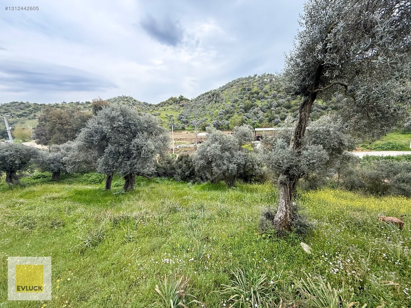 Evluck'tan Çakırbeyli'de 4.576 M2 Satılık Zeytinlik* — fotoğraf 15