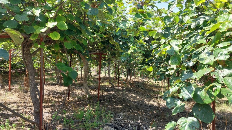 Çağlarcada Satlık 2.363.m² Kivi Bahçesi — fotoğraf 2