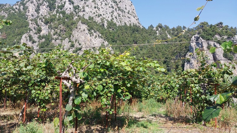 Çağlarcada Satlık 2.363.m² Kivi Bahçesi — fotoğraf 3
