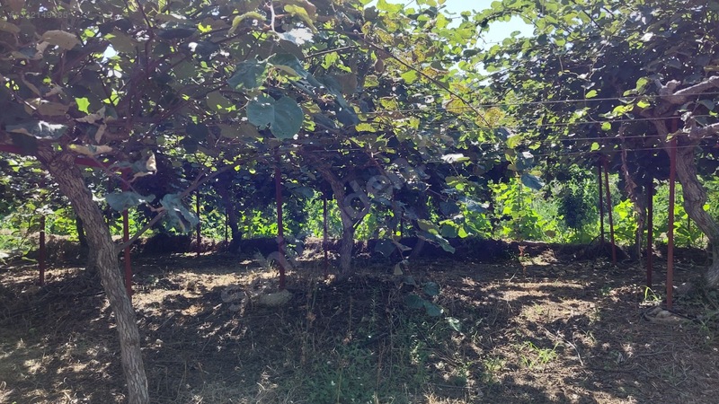 Çağlarcada Satlık 2.363.m² Kivi Bahçesi — fotoğraf 4