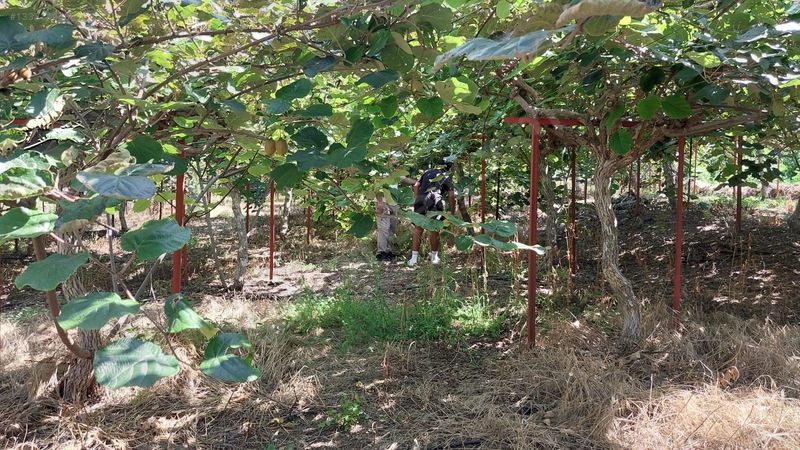 Çağlarcada Satlık 2.363.m² Kivi Bahçesi — fotoğraf 5