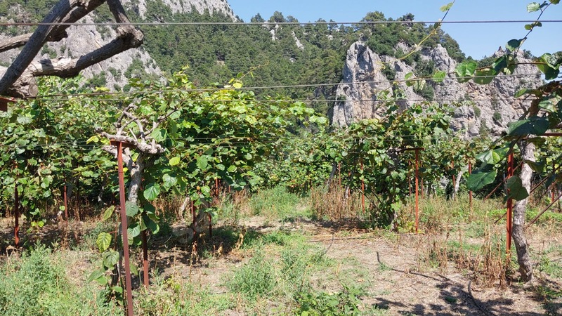 Çağlarcada Satlık 2.363.m² Kivi Bahçesi — fotoğraf 6