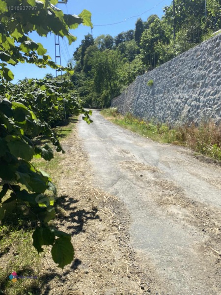 Çözüm Emlaktan Ordu Perşembe Bolatlı Mah.satılık Fındık Bahçesi — fotoğraf 3