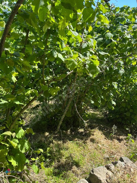 Çözüm Emlaktan Ordu Perşembe Bolatlı Mah.satılık Fındık Bahçesi — fotoğraf 7