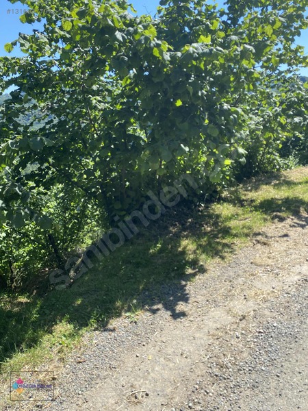 Çözüm Emlaktan Ordu Perşembe Bolatlı Mah.satılık Fındık Bahçesi — fotoğraf 18