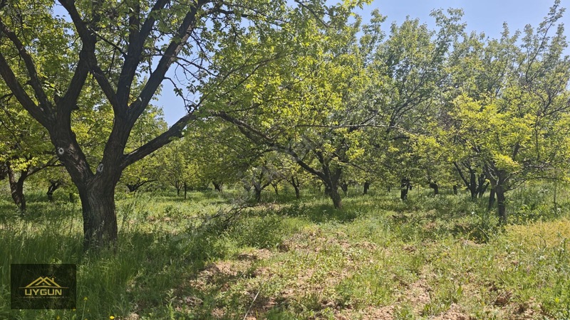 Kendirlide Satılık Villası Yapılı 3150m2 İçersinde Satılık Bahçe — fotoğraf 29