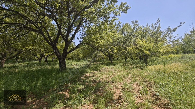 Kendirlide Satılık Villası Yapılı 3150m2 İçersinde Satılık Bahçe — fotoğraf 30