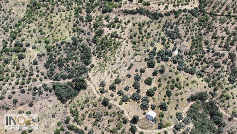 Nazilli Kızıldere'de 9.046 M² İncir Bahçesi — fotoğraf 3