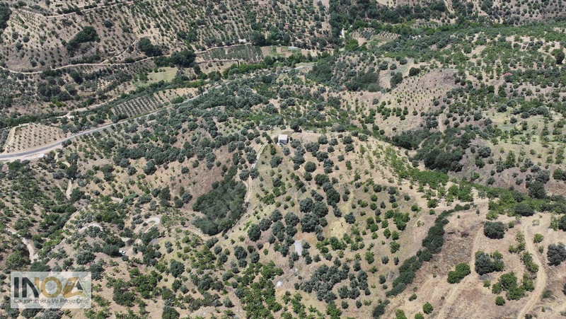 Nazilli Kızıldere'de 9.046 M² İncir Bahçesi — fotoğraf 7