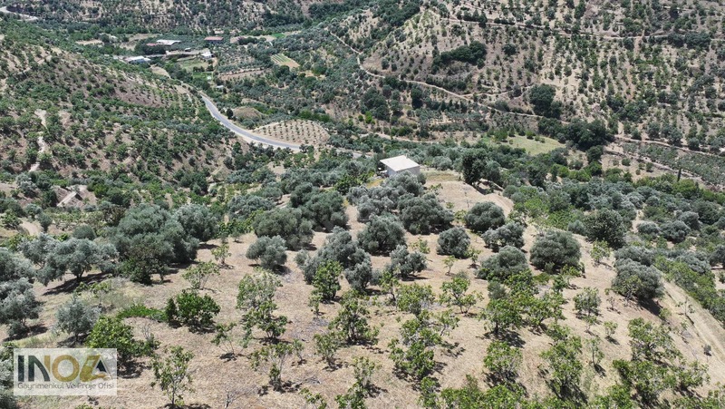 Nazilli Kızıldere'de 9.046 M² İncir Bahçesi — fotoğraf 11