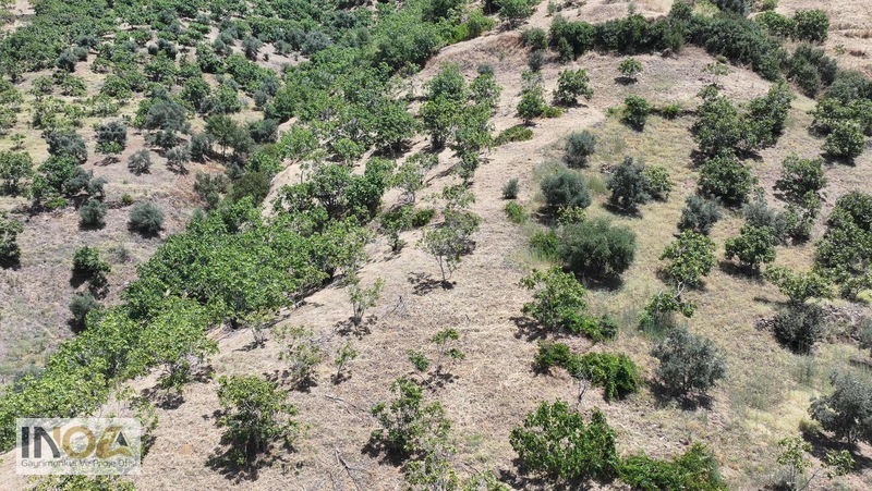 Nazilli Kızıldere'de 9.046 M² İncir Bahçesi — fotoğraf 12