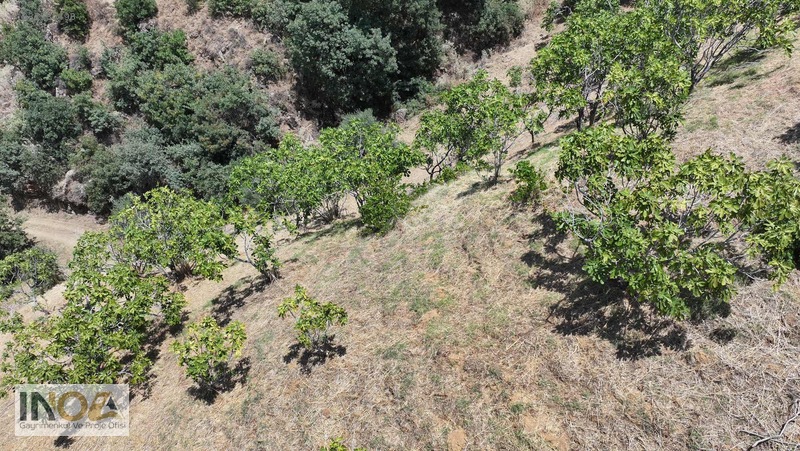 Nazilli Kızıldere'de 9.046 M² İncir Bahçesi — fotoğraf 15