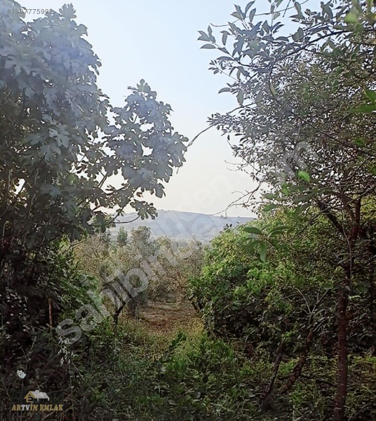 Mudanya Yalıçiftlik'te Satılık 211m² Zeytinlik / Hobi Bahçesi — fotoğraf 7
