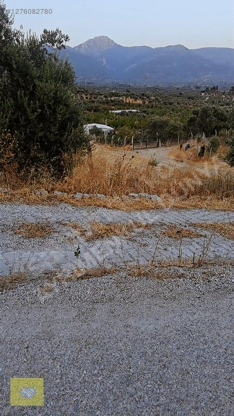 Acill!!! Fiyat Düştü!! Kemalpaşa Vişneli Köyde Muhteşem Kirazlık — fotoğraf 4
