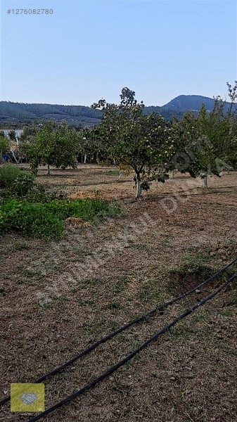 Acill!!! Fiyat Düştü!! Kemalpaşa Vişneli Köyde Muhteşem Kirazlık — fotoğraf 5
