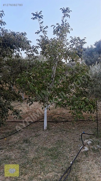 Acill!!! Fiyat Düştü!! Kemalpaşa Vişneli Köyde Muhteşem Kirazlık — fotoğraf 8
