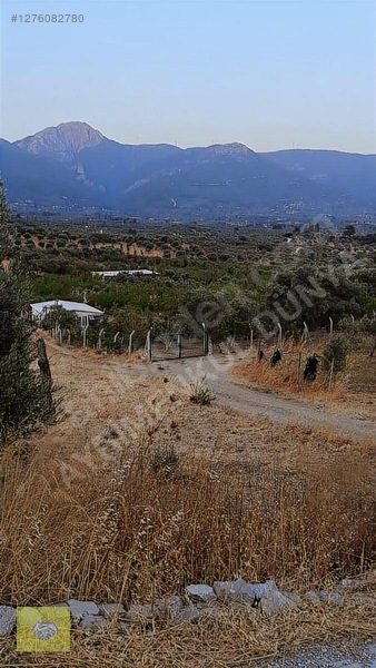 Acill!!! Fiyat Düştü!! Kemalpaşa Vişneli Köyde Muhteşem Kirazlık — fotoğraf 10